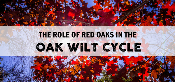 Blog banner for The Role of Oak Wilt image is of red red oak leaves