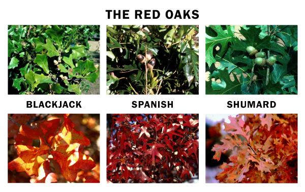 composite image showing the three main types of red oak in Austin: Shumard oak, Spanish oak, and blackjack oak.