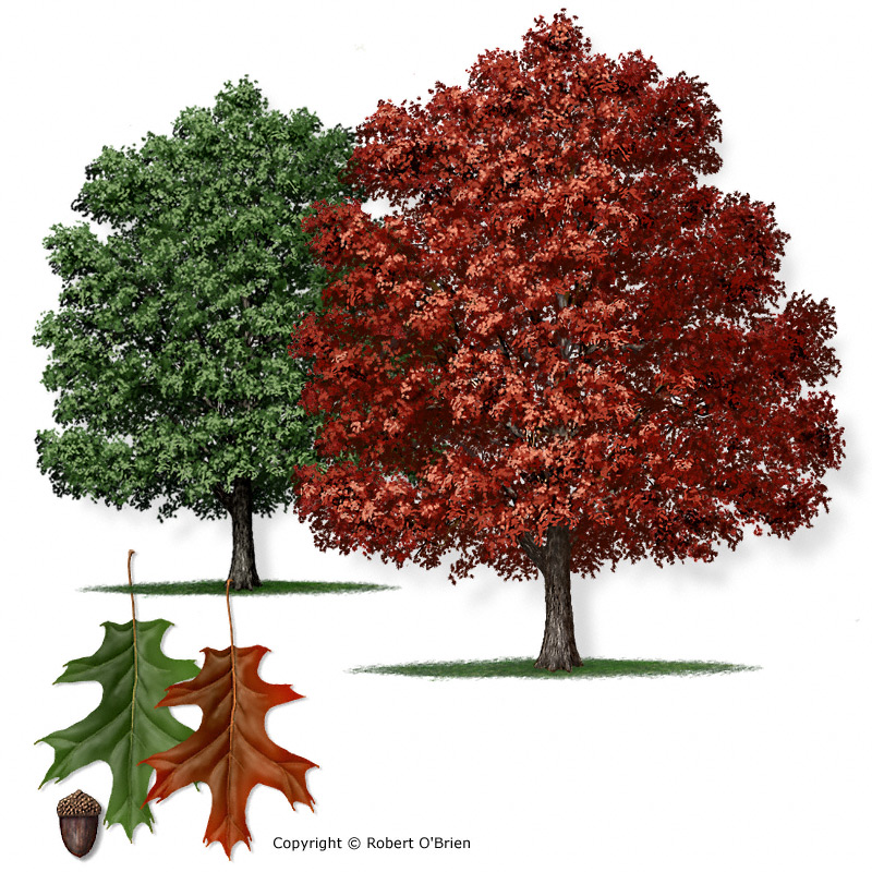 Drawing of a Spanish oak with inset drawing of leaves.