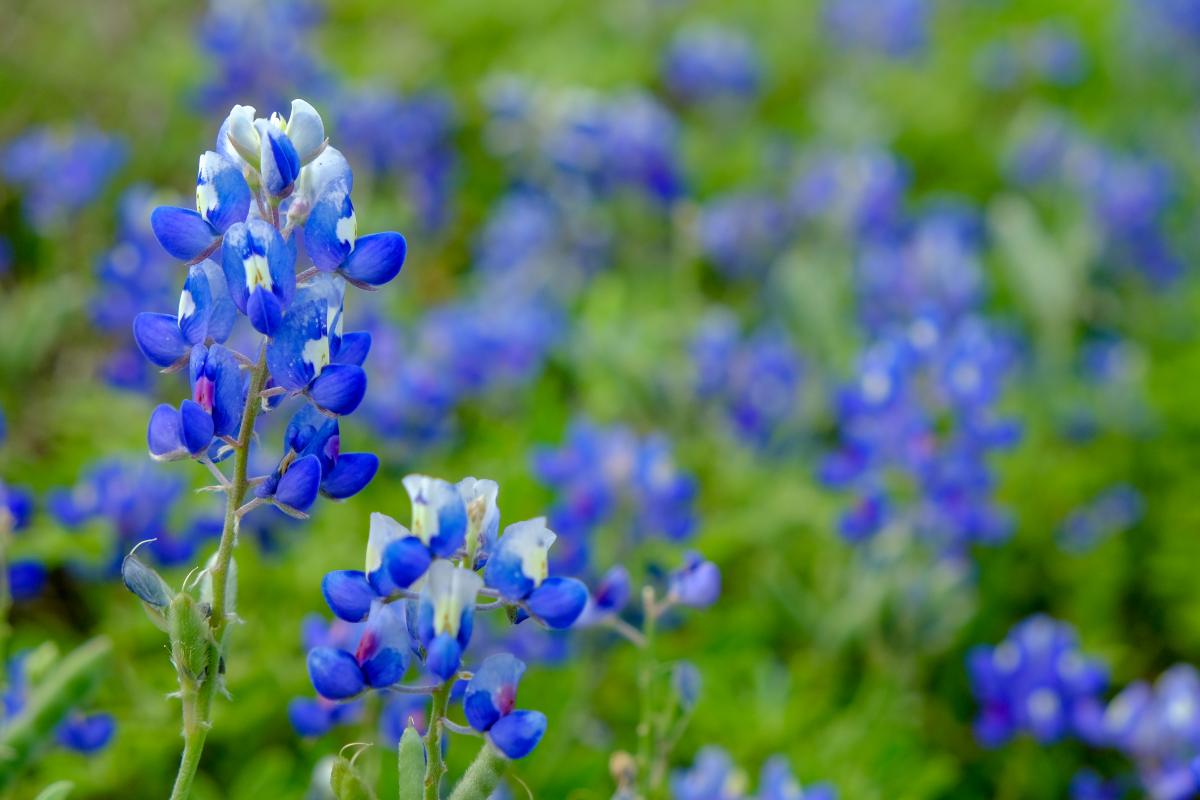 Close-up of Texas bluebonnets.