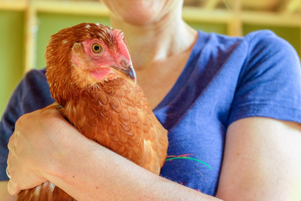 Close-up of chicken being held by Michelle.