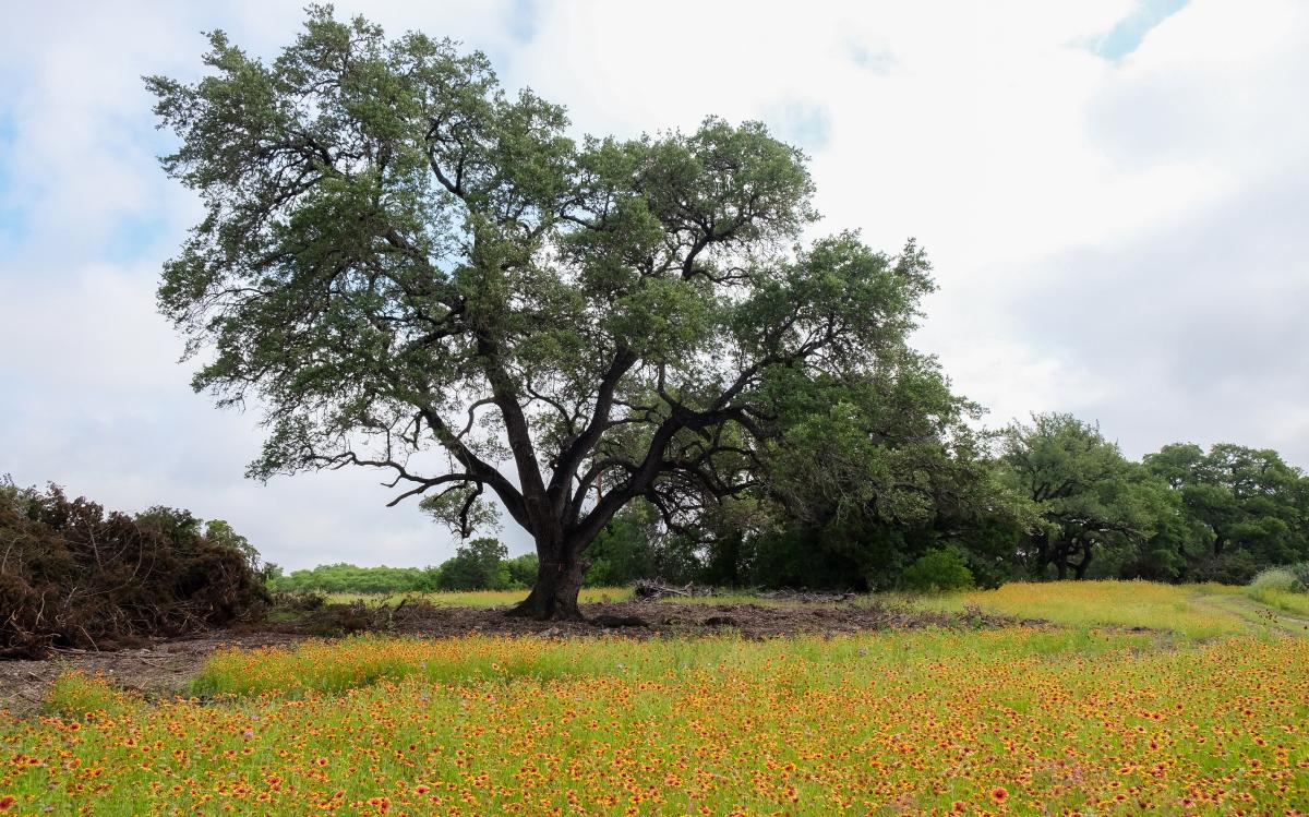 Large oak tree under a partly cloudy sky. Orange and red wildflowers are all around.